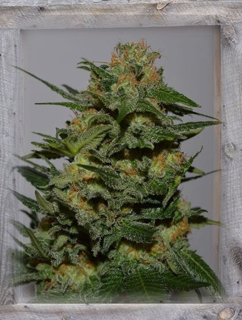 Green Crack Feminised Seeds-GOG-GC-FEM