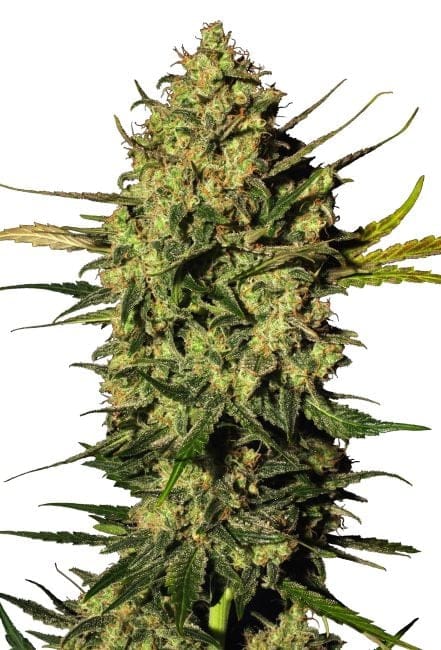 Master Kush Auto Feminised Seeds-WHITE-AUTO-MK-Fem