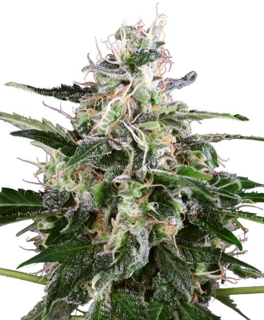 White Skunk Auto Feminised Seeds-WHITE-AUTO-WS-fem