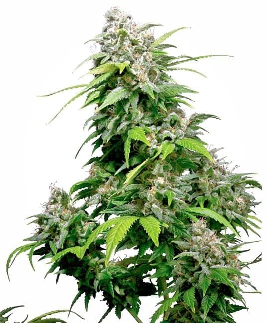 California Indica Feminised Seeds-sensi-cal-indica-fem