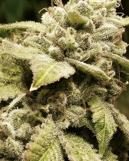 Gorilla White Widow Feminised Seeds-EXP-GG4WW-Fem