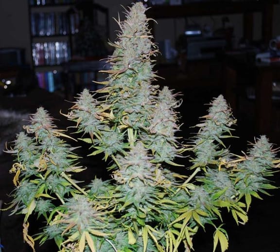 Strong Stuff Feminised Seeds-PHNX-SS-FEM