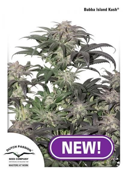 Bubba Island Kush Feminised Seeds-dp-bubba-island-kush