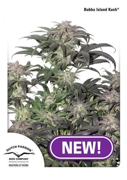 Bubba Island Kush Feminised Seeds-dp-bubba-island-kush