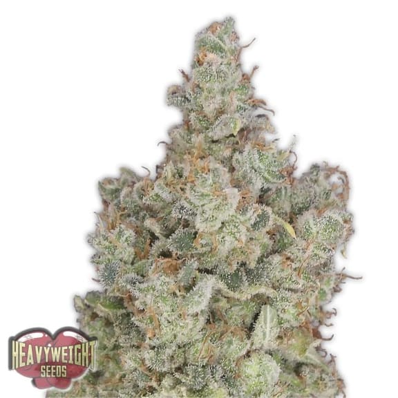 Total Paralysis Feminised Seeds-HWS-TP-Fem