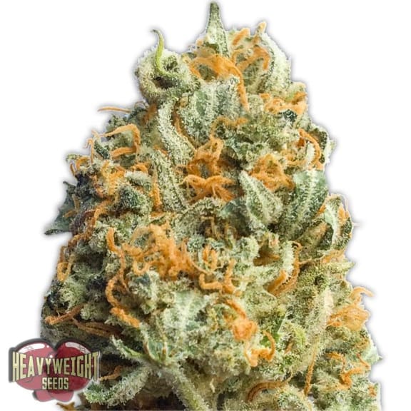 Fully Loaded Auto Feminised Seeds-HWS-FULL-AUTO-Fem