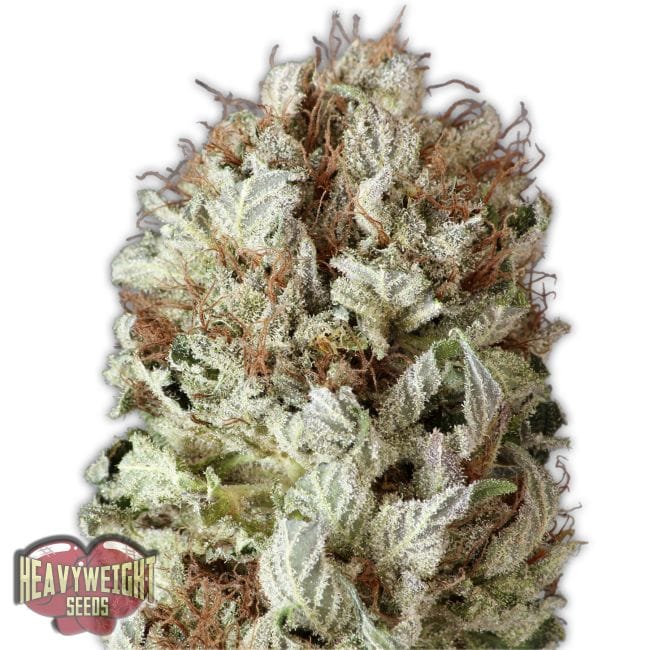 Extreme Impact Auto Feminised Seeds-HWS-EXIMP-AUTO-Fem