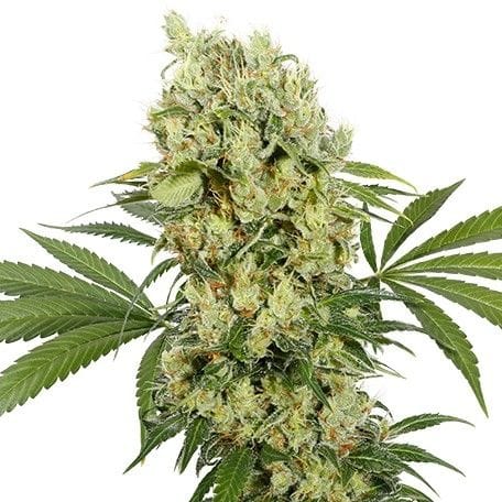 Medikit CBD Feminizowane Nasiona-BS-MK-Fem