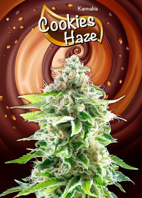 Cookies Haze Feminised Seeds-KBCH
