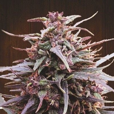 Purple Haze x Malawi Regular Seeds-ACEPHMREG