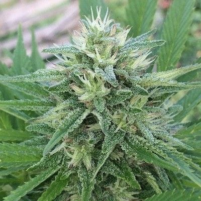 Panama x Bangi Haze Feminised Seeds-ACEPBHFEM