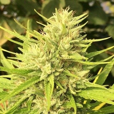 Malawi x Panama Feminised Seeds-ACEMPFEM