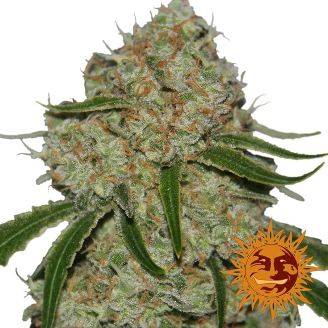 Phantom OG феминизирани семена-BFSPHOG-Fem