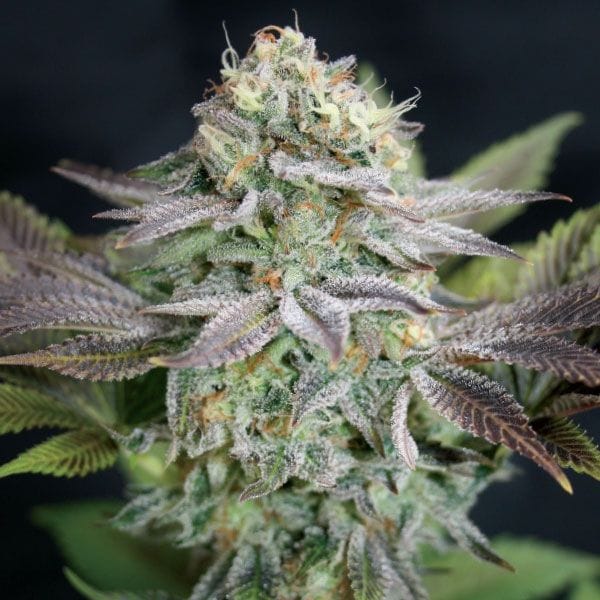 Blue Dream Feminisiert Samen-GOG-BD-FEM