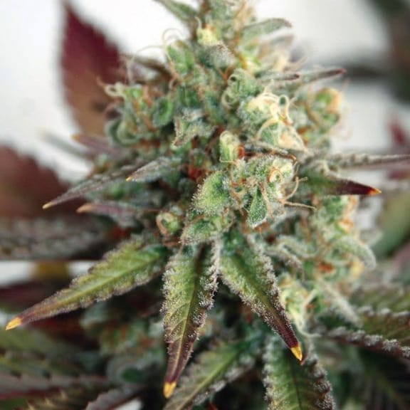 Critical 2.0 XL Auto Feminised Seeds-GOG-CRIT2XL-AUTO-FEM