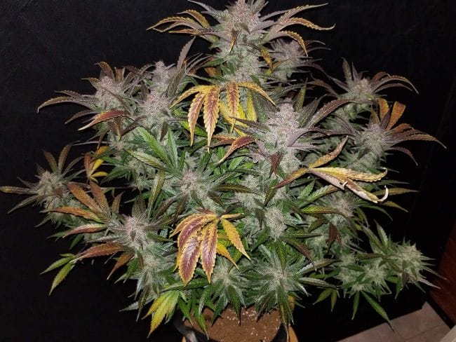 Cream Cookies Auto Feminised Seeds-FB-CRC-AUTO-FEM