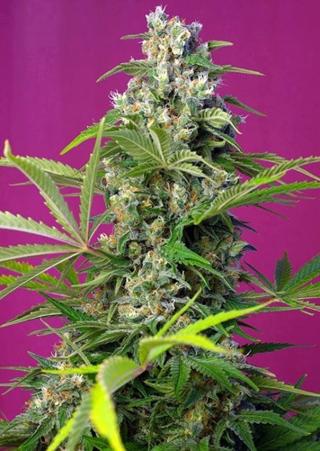 Gorilla Girl Feminised Seeds-SS-GG-Fem