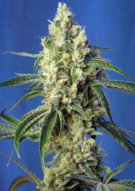 Green Poison CBD Feminised Seeds-SS-GP-CBD-Fem