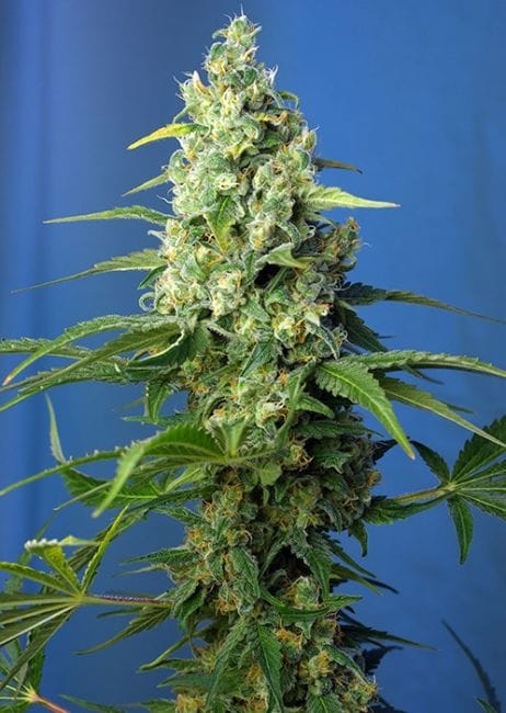 Honey Peach CBD Auto Feminised Seeds-SS-HP-CBD-AUTO-Fem