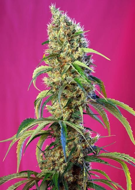 Black Jack CBD Feminised Seeds-SS-BJ-CBD-Fem