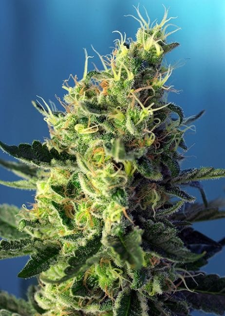 Sweet Pure CBD Feminised Seeds-SS-SWP-CBD-Fem