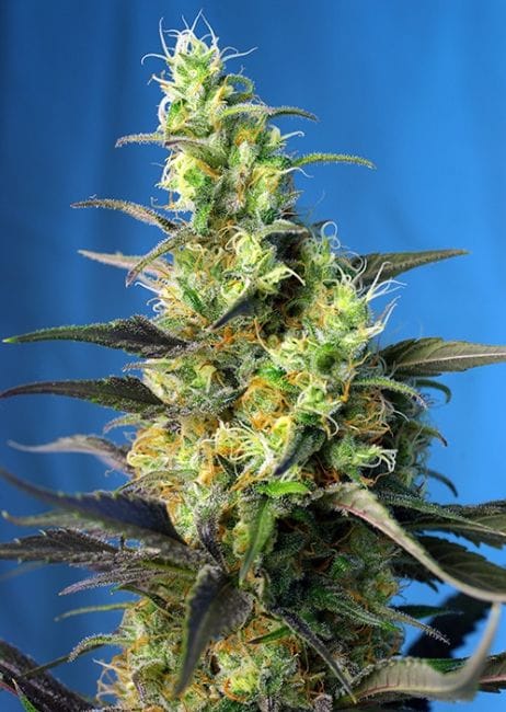 NYC Diesel CBD (formerly Ice Cool CBD) Feminised Seeds-SS-IC-CBD-Fem