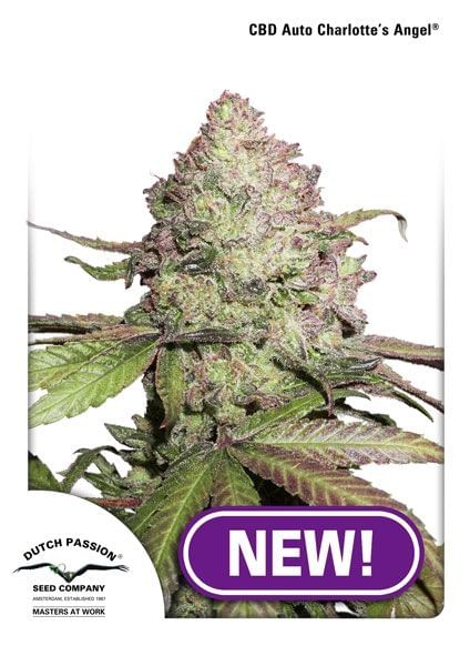 Charlotte's Angel CBD Auto Feminised Seeds-DP-charlottesangel-cbd-auto