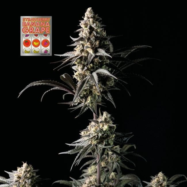 Strawberry Banana Grape феминизирани семена-SMANSTB