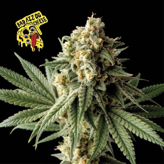 Badazz OG Cheese Feminized Seeds-SMANBACH