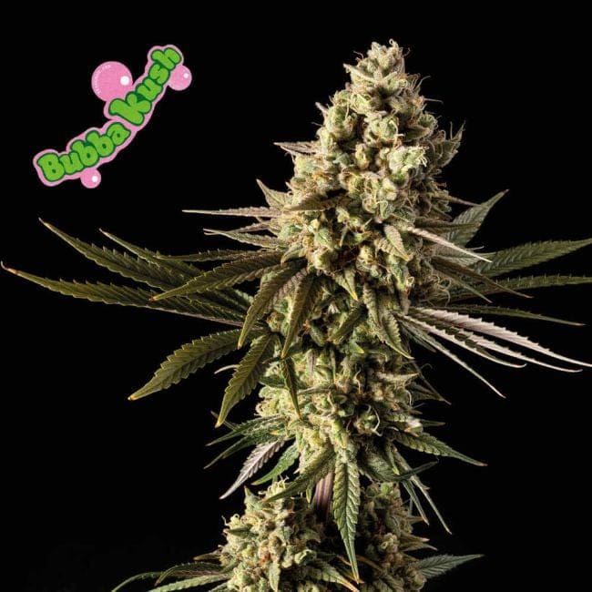 Bubba Kush феминизирани семена-SMANBUKU