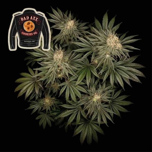 Badazz Cookies OG Feminised Seeds-SMANBCOG