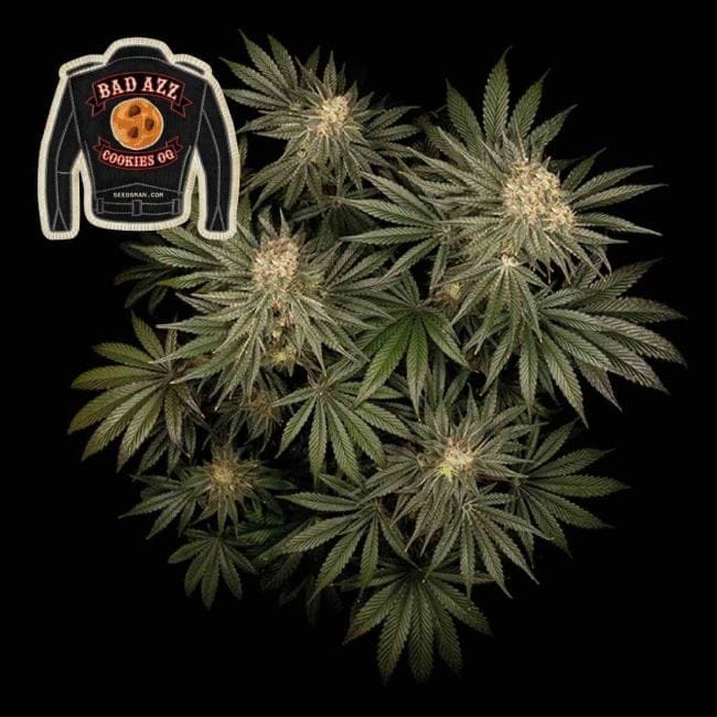 Badazz Cookies OG феминизирани семена-SMANBCOG