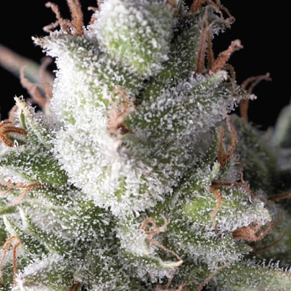 Ramses Feminised Seeds-PYR-RAM-FEM