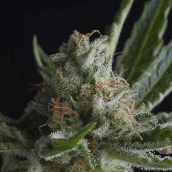 Shark CBD Feminised Seeds-PYR-SHARK-CBD-FEM