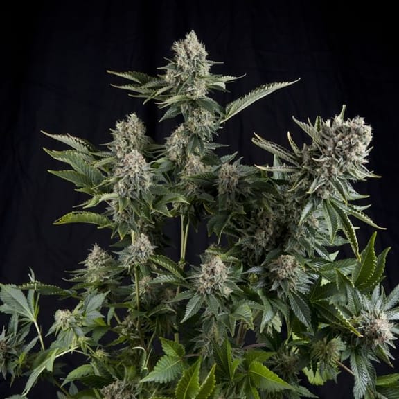 White Widow CBD Feminised Seeds-PYR-WW-CBD-FEM