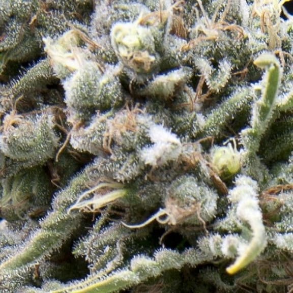 White Widow CBD Auto Feminised Seeds-PYR-WW-CBD-AUTO-FEM