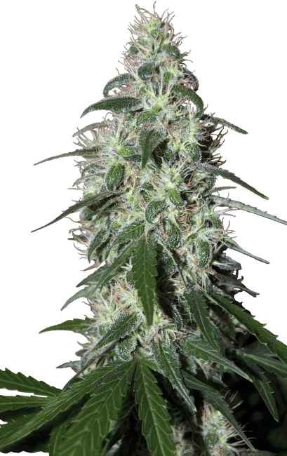 Pulsar Feminised Seeds-BS-PULSAR-FEM