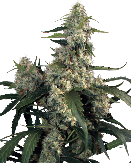 Quasar Feminised Seeds-BS-QUASAR-FEM