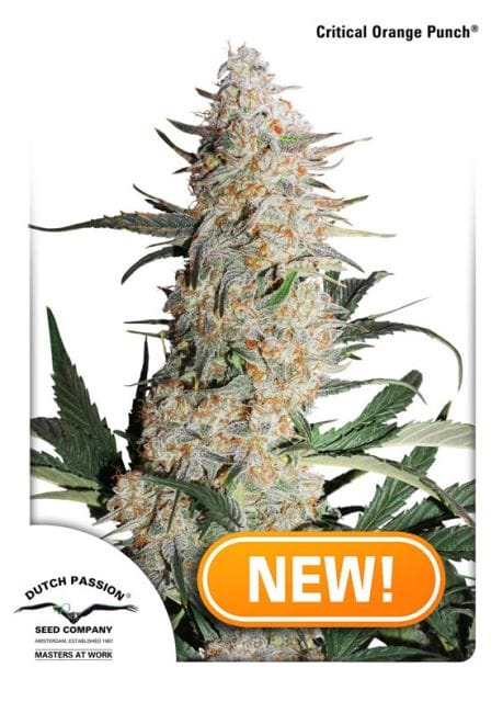Critical Orange Punch Feminisiert Samen-dp-critical-orange-punch