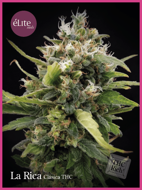 La Rica Classic THC Feminised Seeds-EL-RICA-THC-FEM