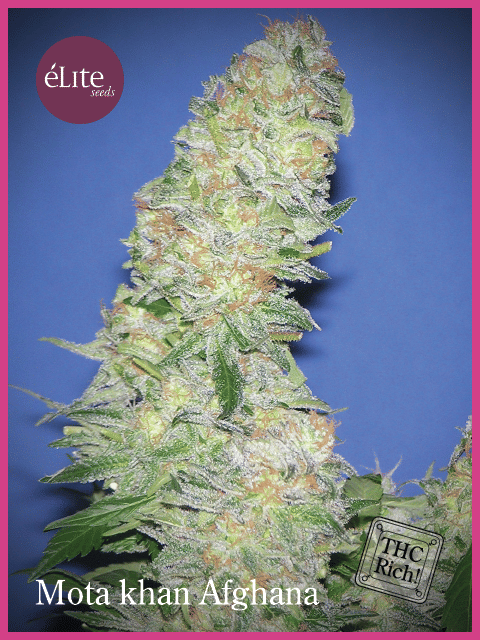 Mota Khan Afghani Feminised Seeds-EL-MOKH-FEM