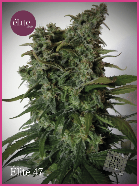 Elite 47 Feminised Seeds-EL-47-FEM