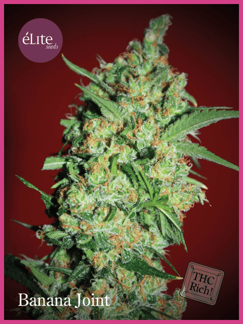 Banana Joint Feminised Seeds-EL-BANJO-FEM