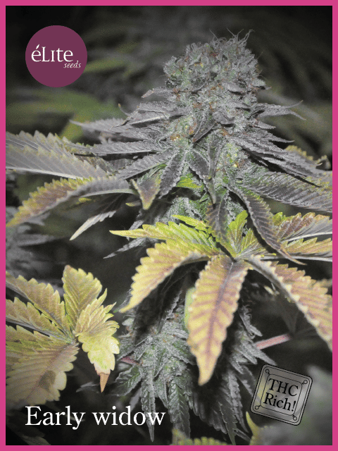 Early Widow Feminised Seeds-EL-EWID-FEM
