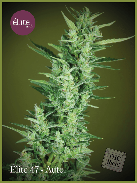 Elite 47 Auto Feminised Seeds-EL-47-AUTO-FEM