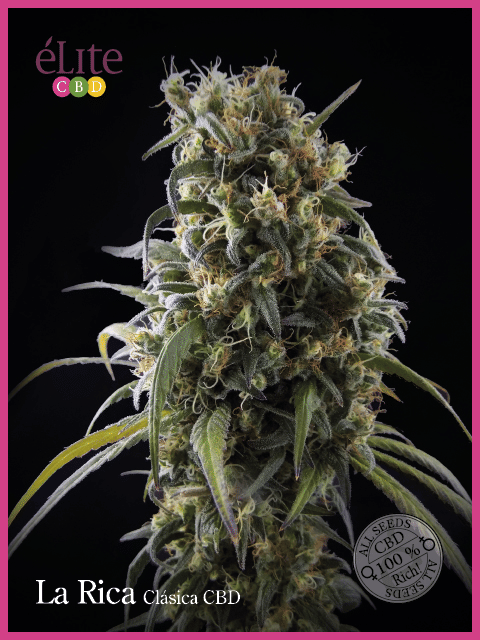 La Rica Classic CBD Feminised Seeds-EL-RICA-CBD-FEM