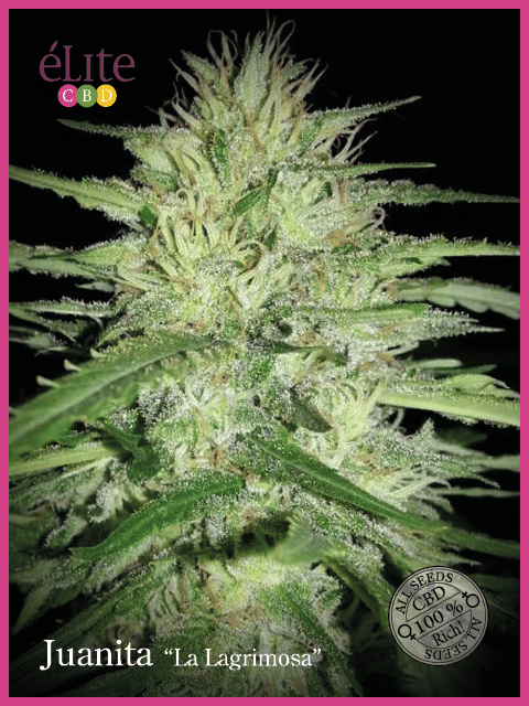 Juanita La Lagrimosa CBD Feminised Seeds-EL-JUAN-CBD-FEM