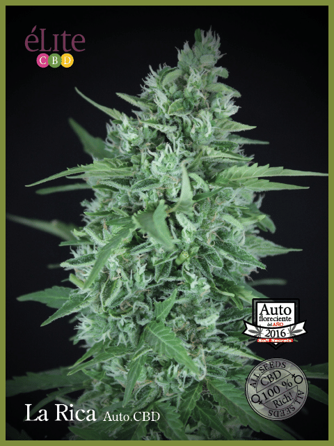 La Rica CBD Auto Feminised Seeds-EL-RICA-CBD-AUTO-FEM