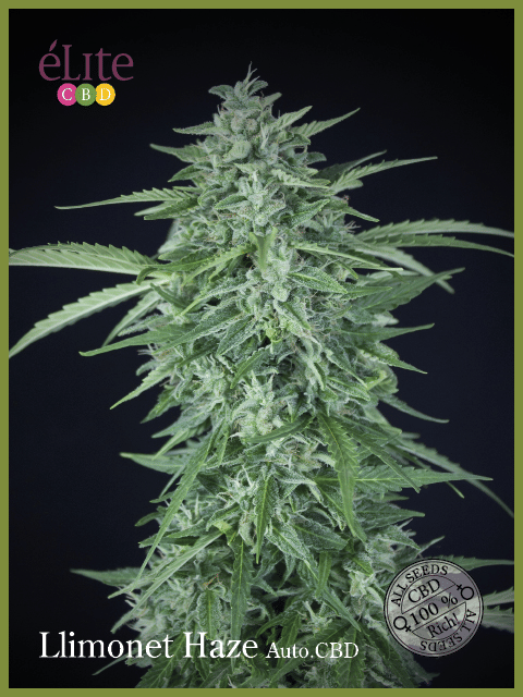 Llimonet Haze CBD Auto Feminised Seeds-EL-LHAZ-CBD-AUTO-FEM