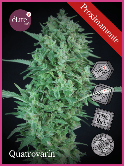 Quatrovarin CBDV:CBD:THCV:THC Feminised Seeds-EL-QUATRO-FEM